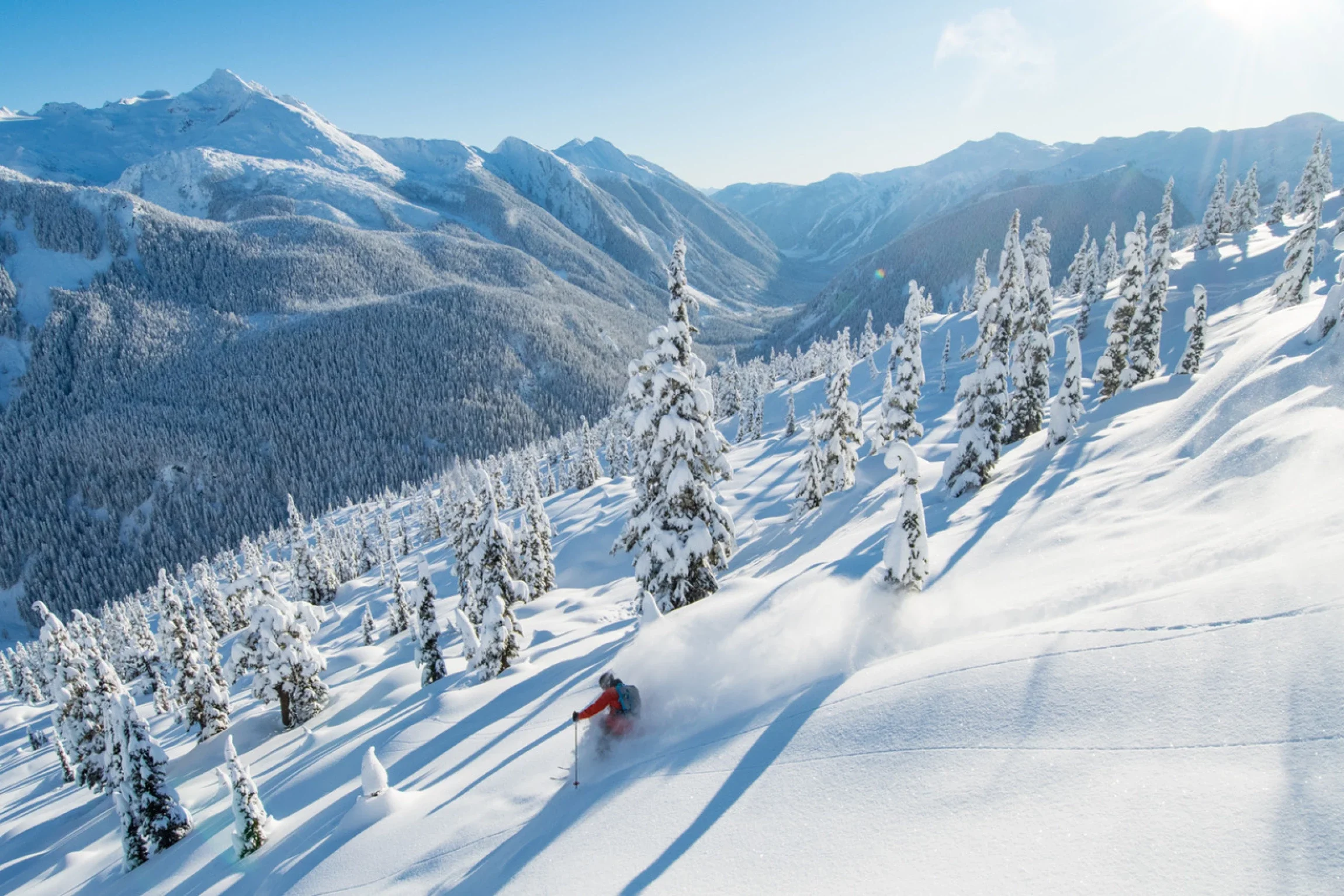 Skier descending through powder in subalpine trees on a clear bluebird day