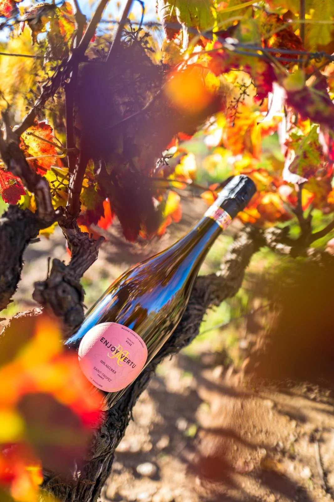 A wine bottle placed among grapevine leaves with autumn colors, sunlight filtering through the foliage.