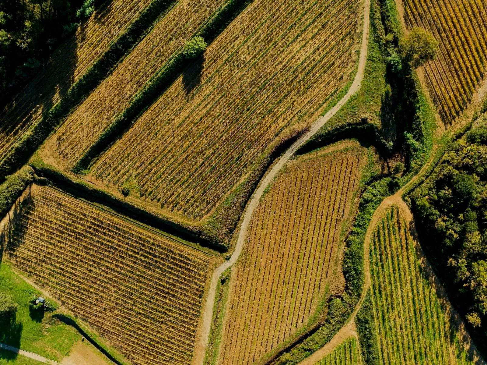 Aerial view of cultivated farmland with rows of crops, dirt paths, and some green trees and bushes.