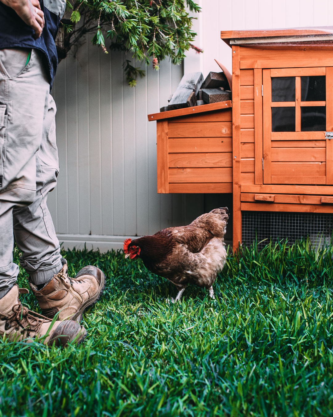 The Ultimate Routine: Simple Coop Care and Long-Lasting Pest Prevention