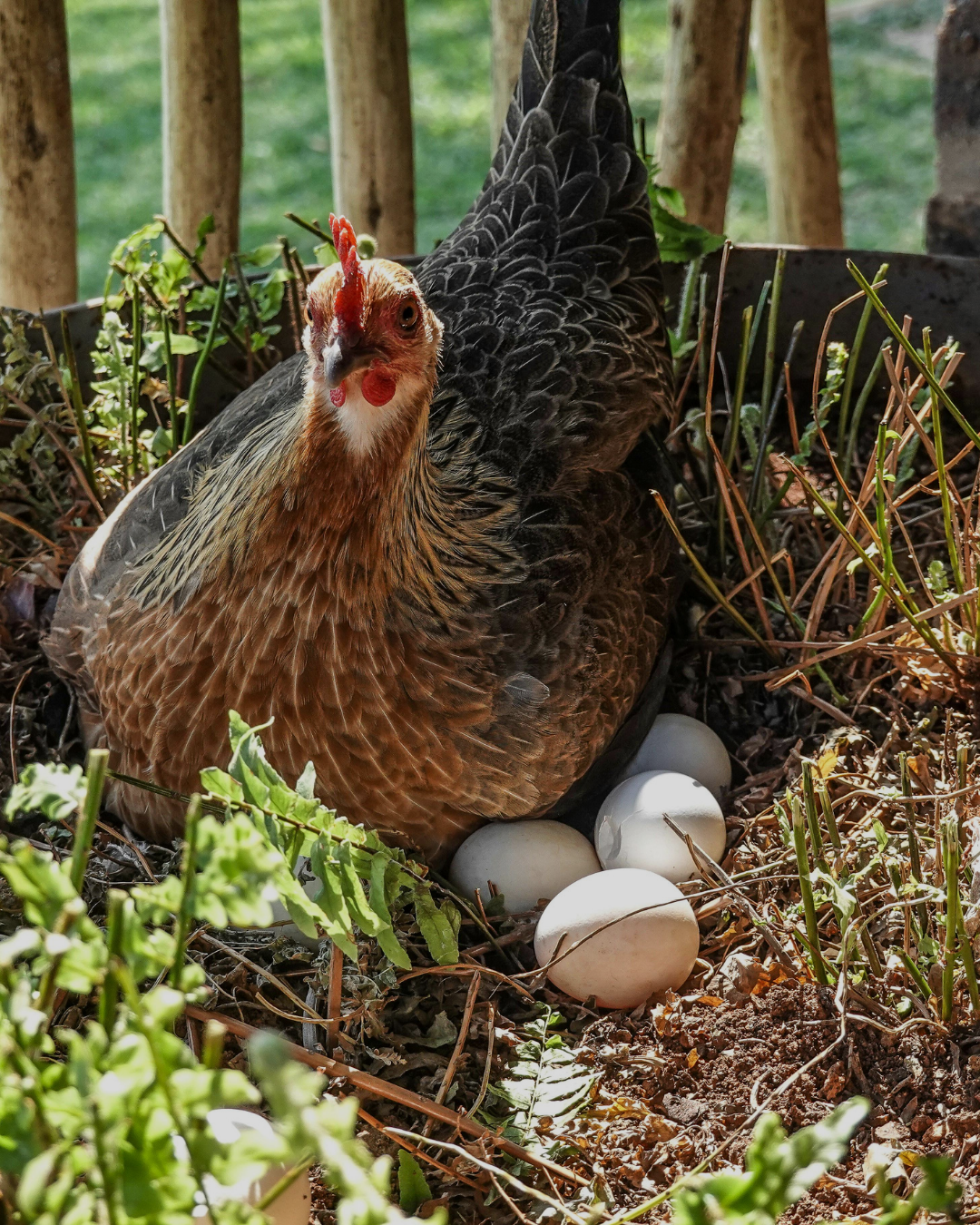 Zero Egg Withdrawal: Why Safe Pest Care Means No Missed Harvests