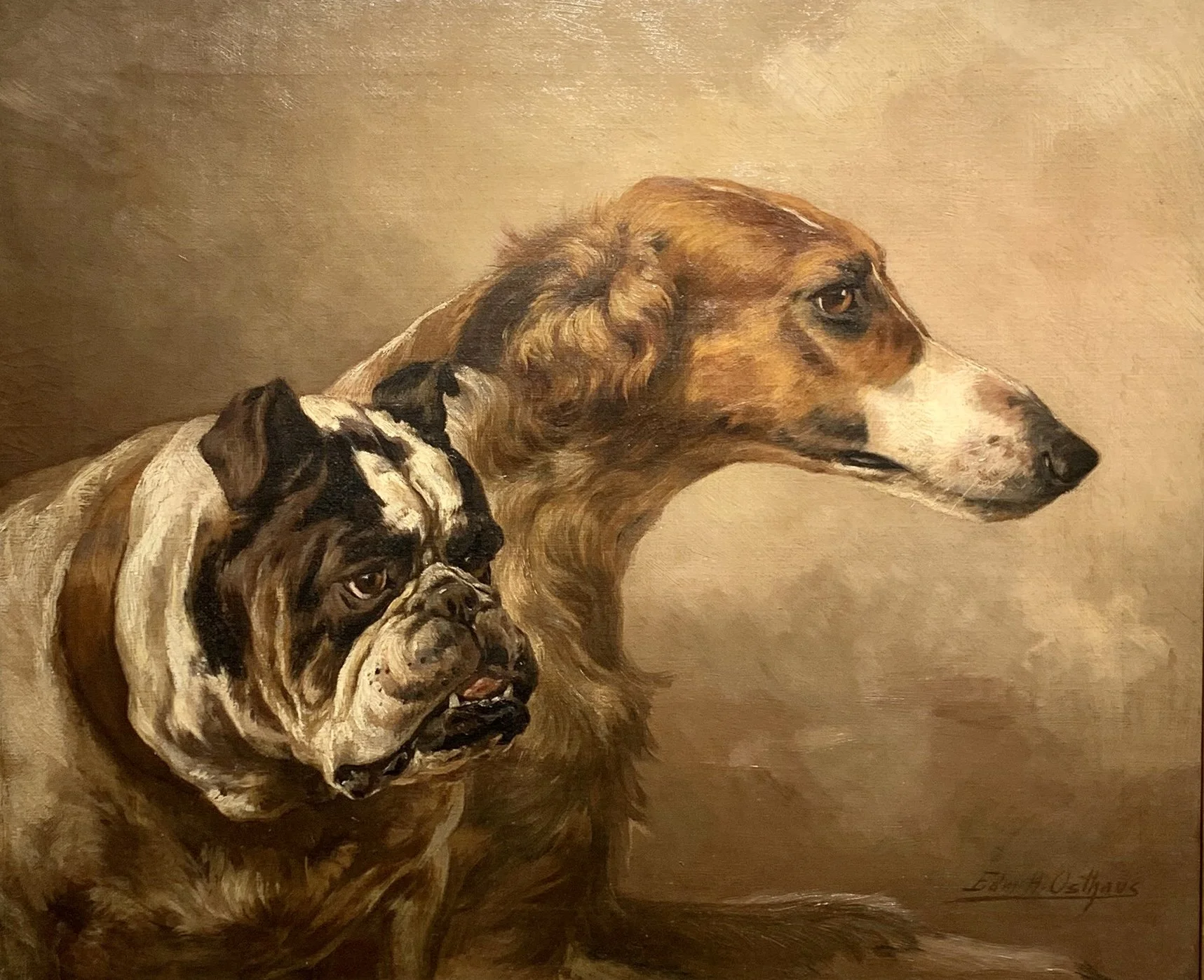  Portrait of a Borzoi and a Bulldog 
Oil on canvas
19 ¼ x 23 ¼ inches