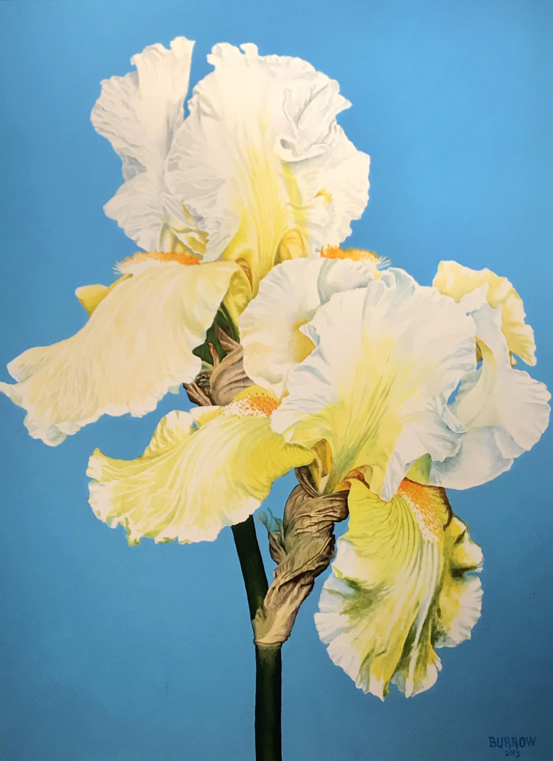   Iris  
Oil on canvas
67 x 46 inches