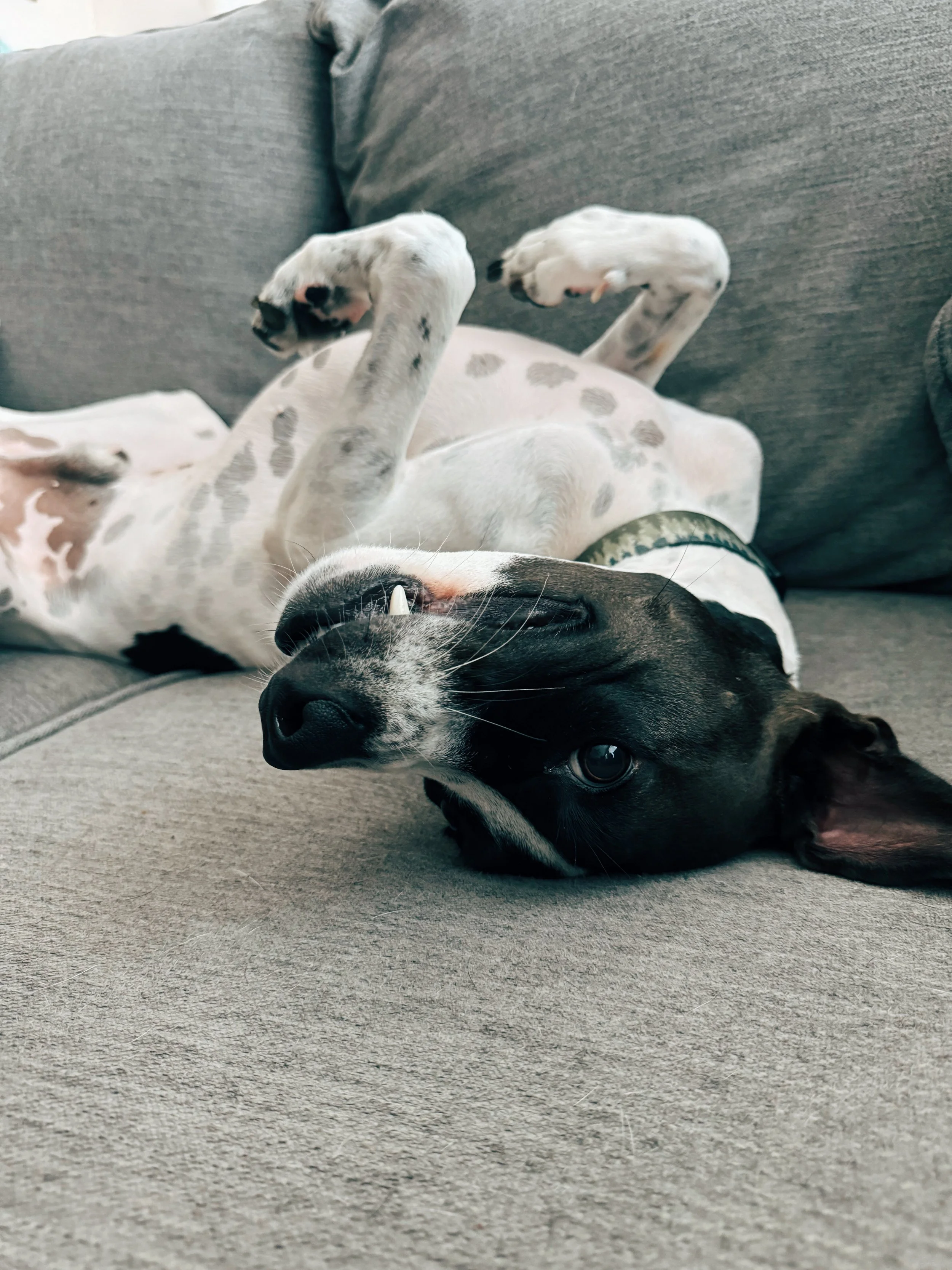A black and white dog lying on its back on a gray couch, with its head upside down and looking at the camera, showing its teeth and blue eye.