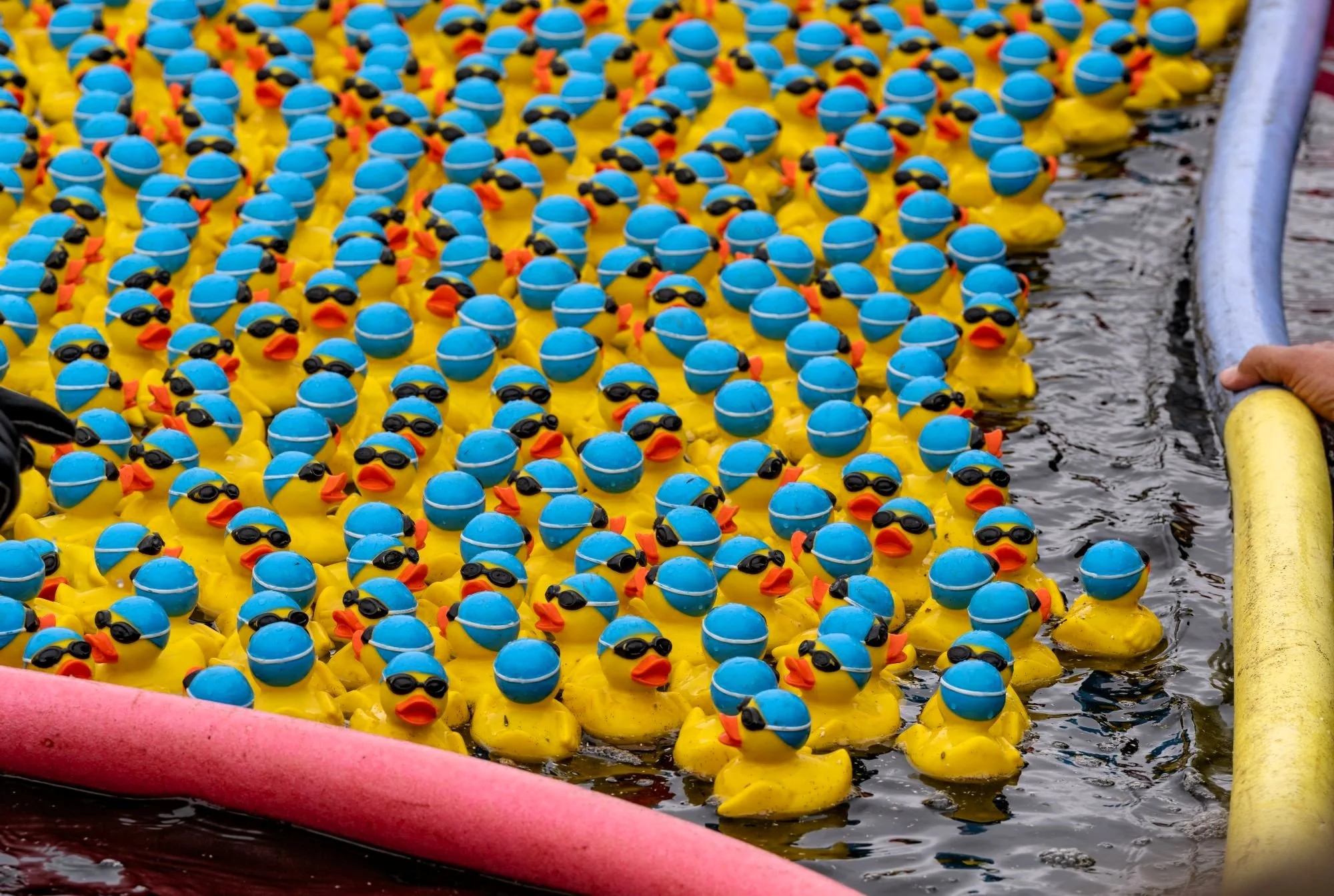 Veel gele rubberen eenden met blauwe zwemkappen en zonnebrillen in het water, waarschijnlijk bij een zwemwedstrijd of Badende rubberen eenden.