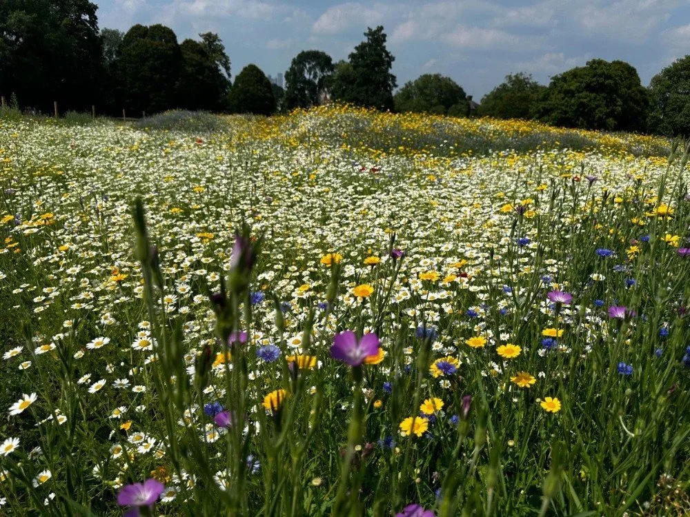 Wild Flower Walk