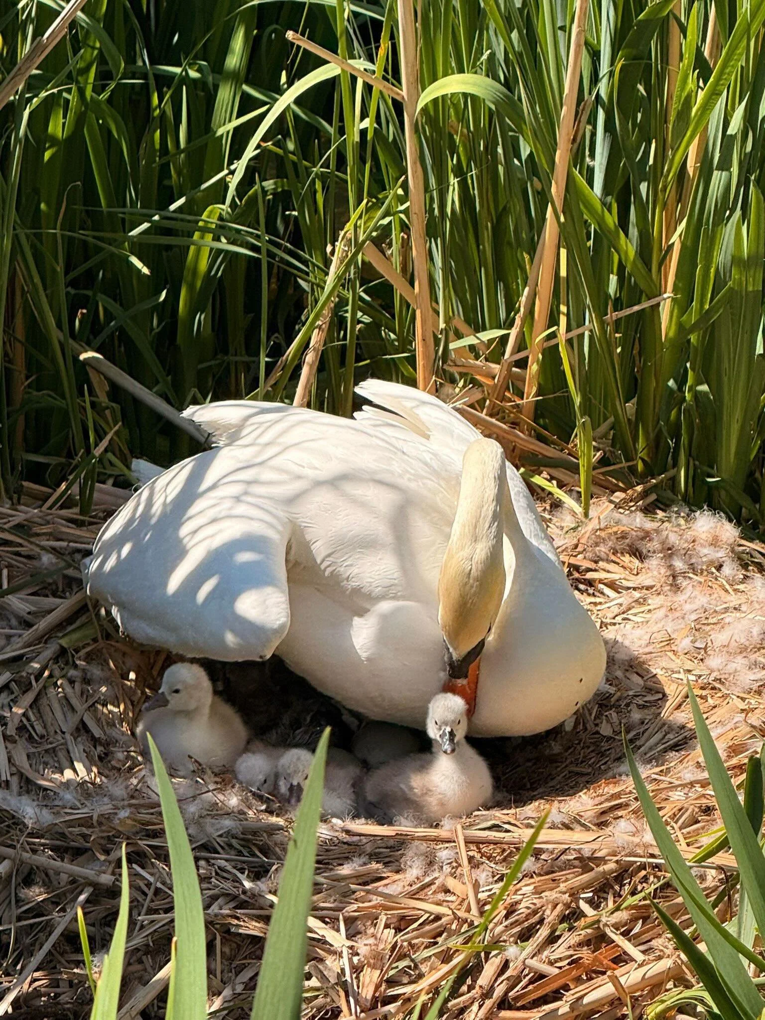 🦢That&rsquo;s a full house for our lovely Swans. Eight cygnets out of eight eggs have been born!🐣

Stay tuned as we watch them grow 🦢