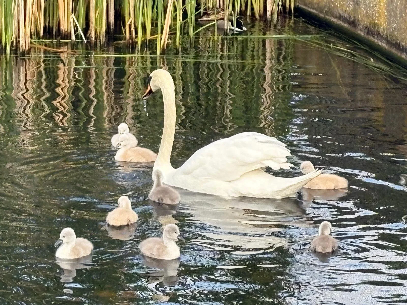 Nine swans- a - swimming! 🦢 

Mama with the 8 babies still kicking strong.