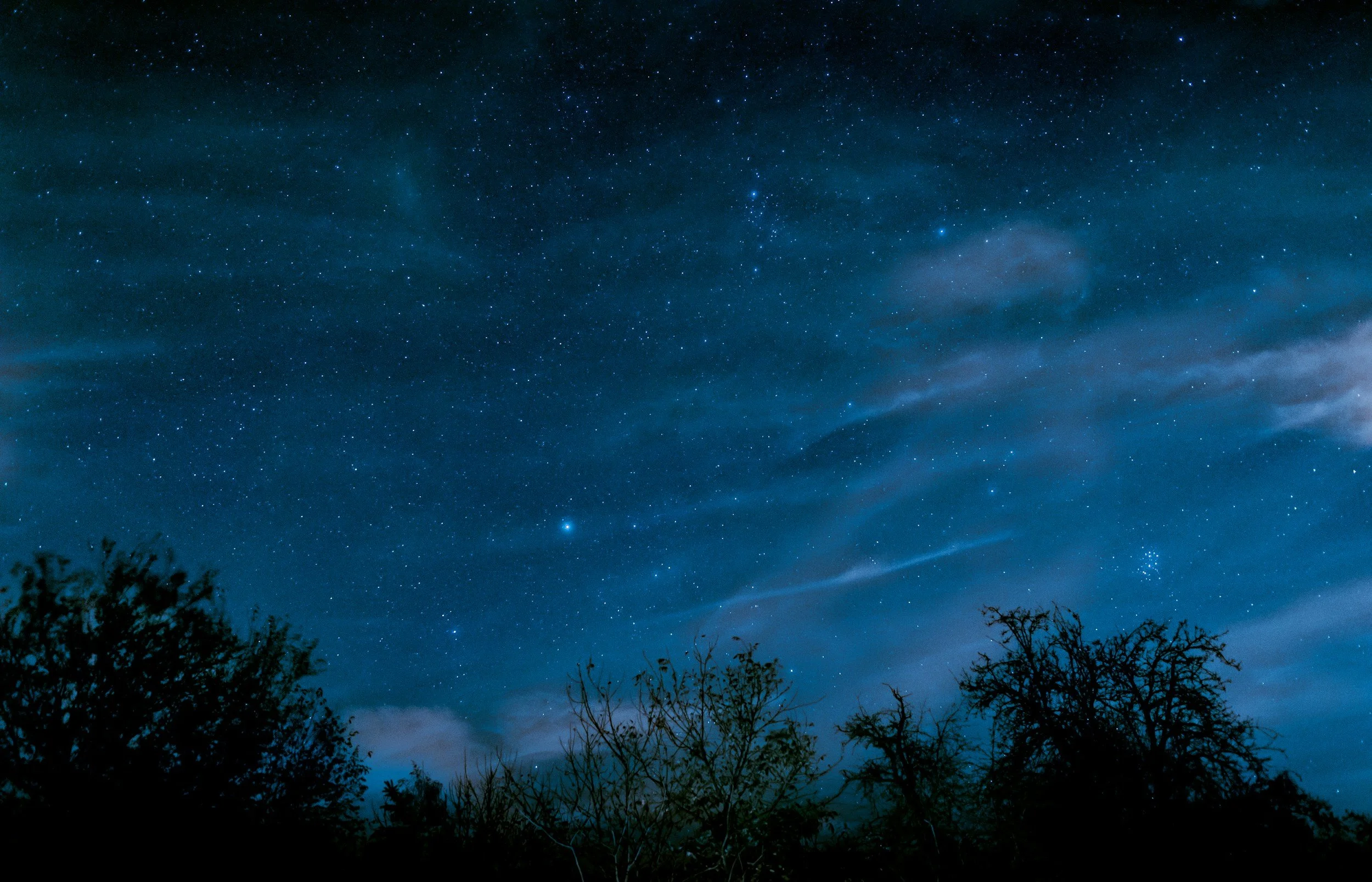 Night sky filled with stars, with silhouetted trees at the bottom.