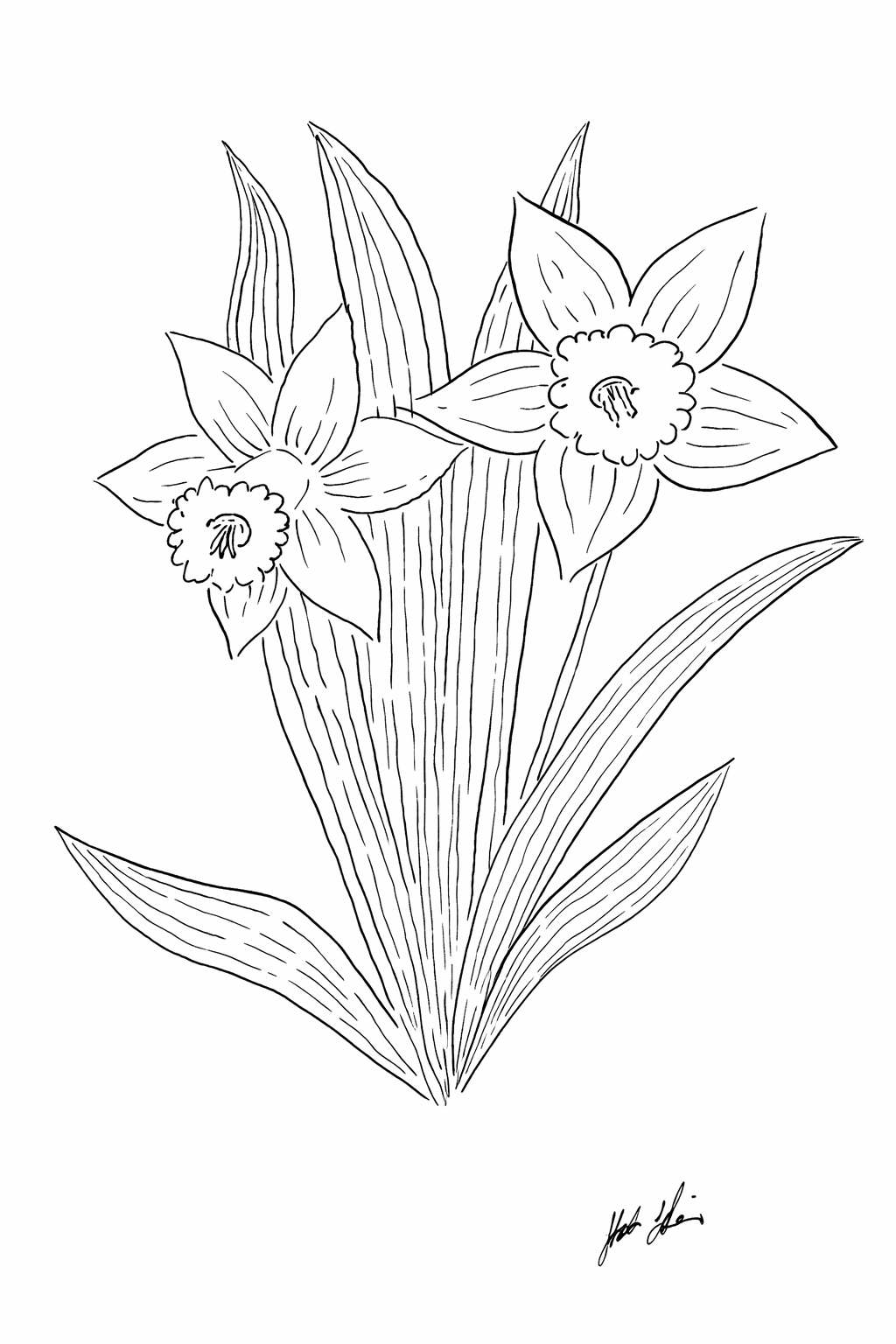 daffodils drawing