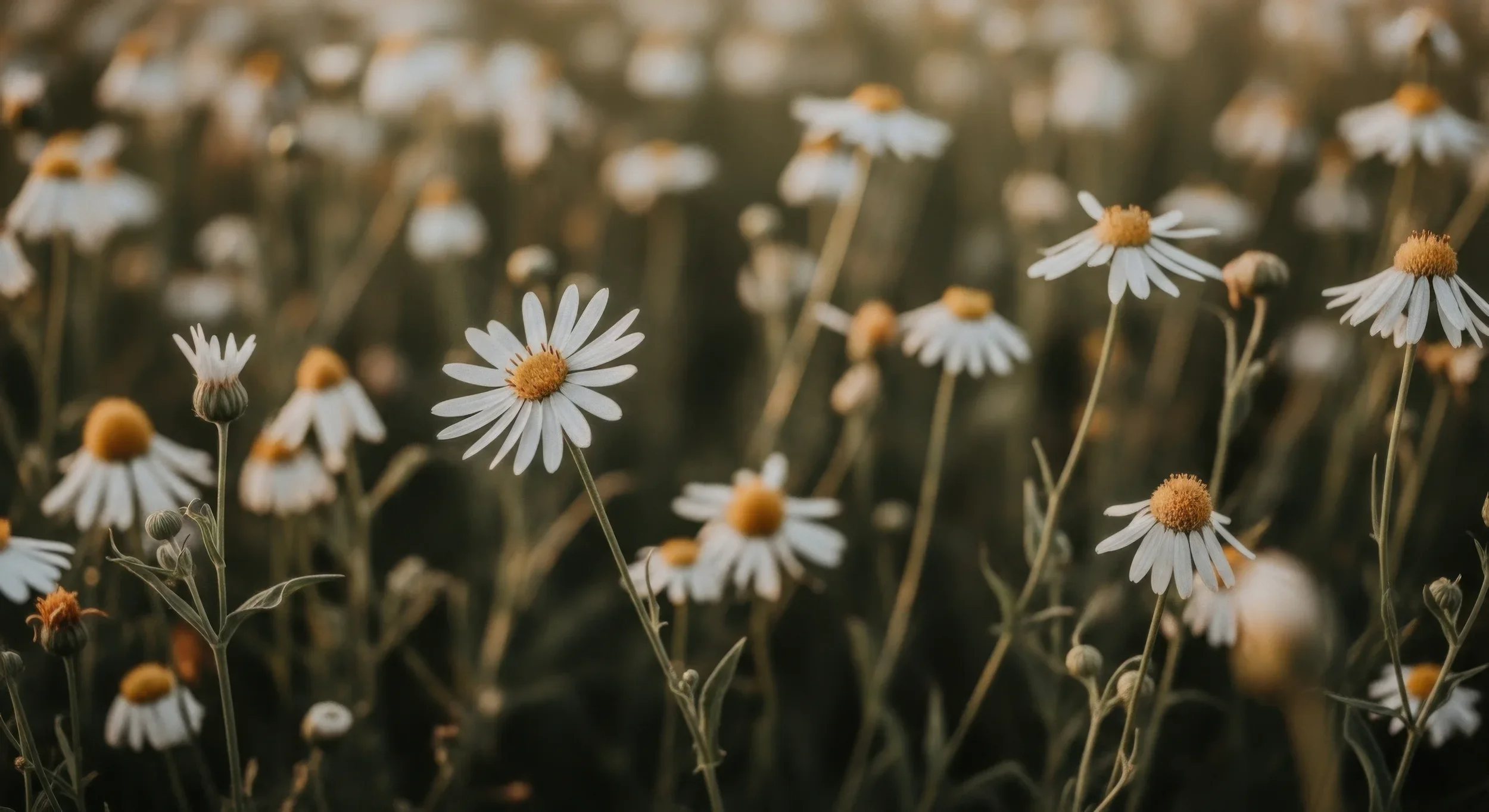 Close-up of blooming daisies with white petals and yellow centers in a field, with a blurred background.