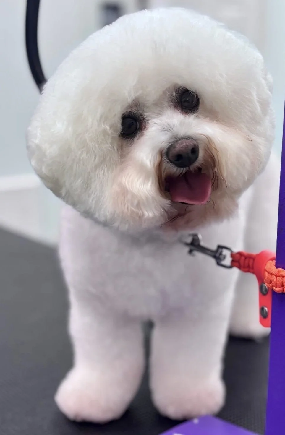 Bows and Bones Pet Grooming