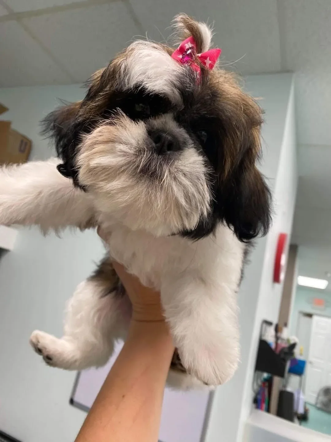 Bows and Bones Pet Grooming