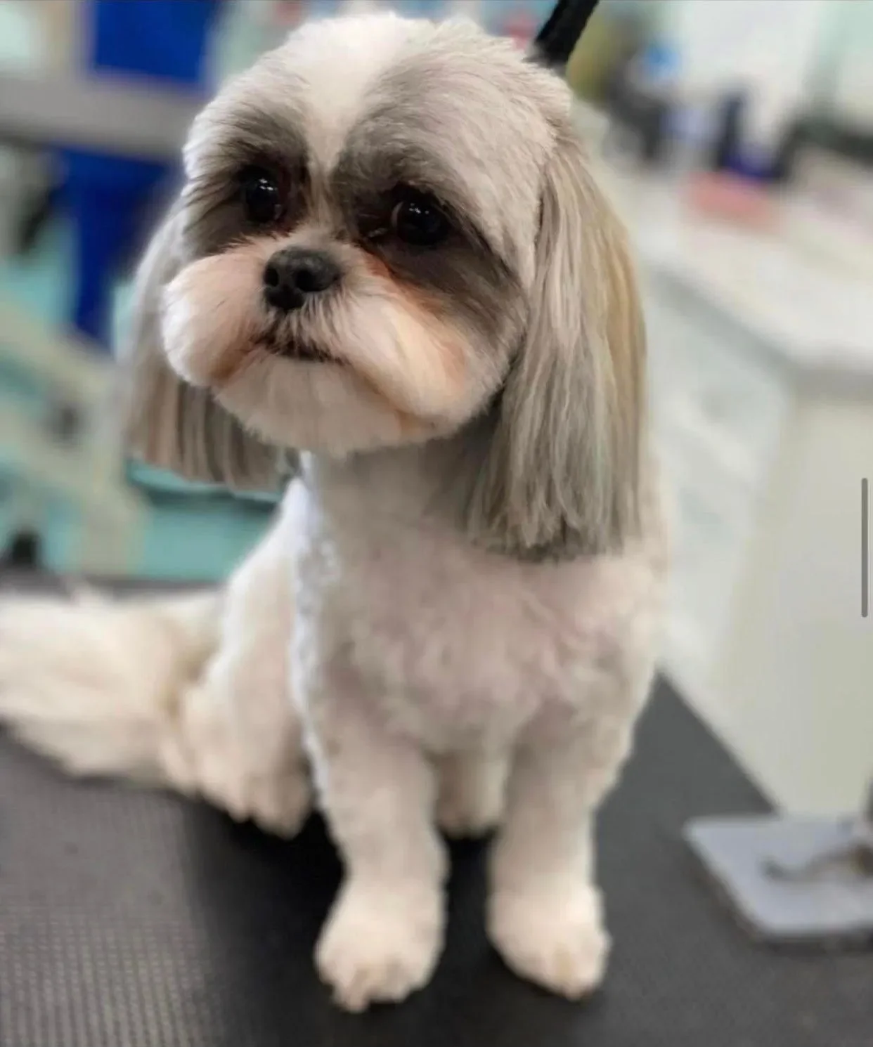 Bows and Bones Pet Grooming