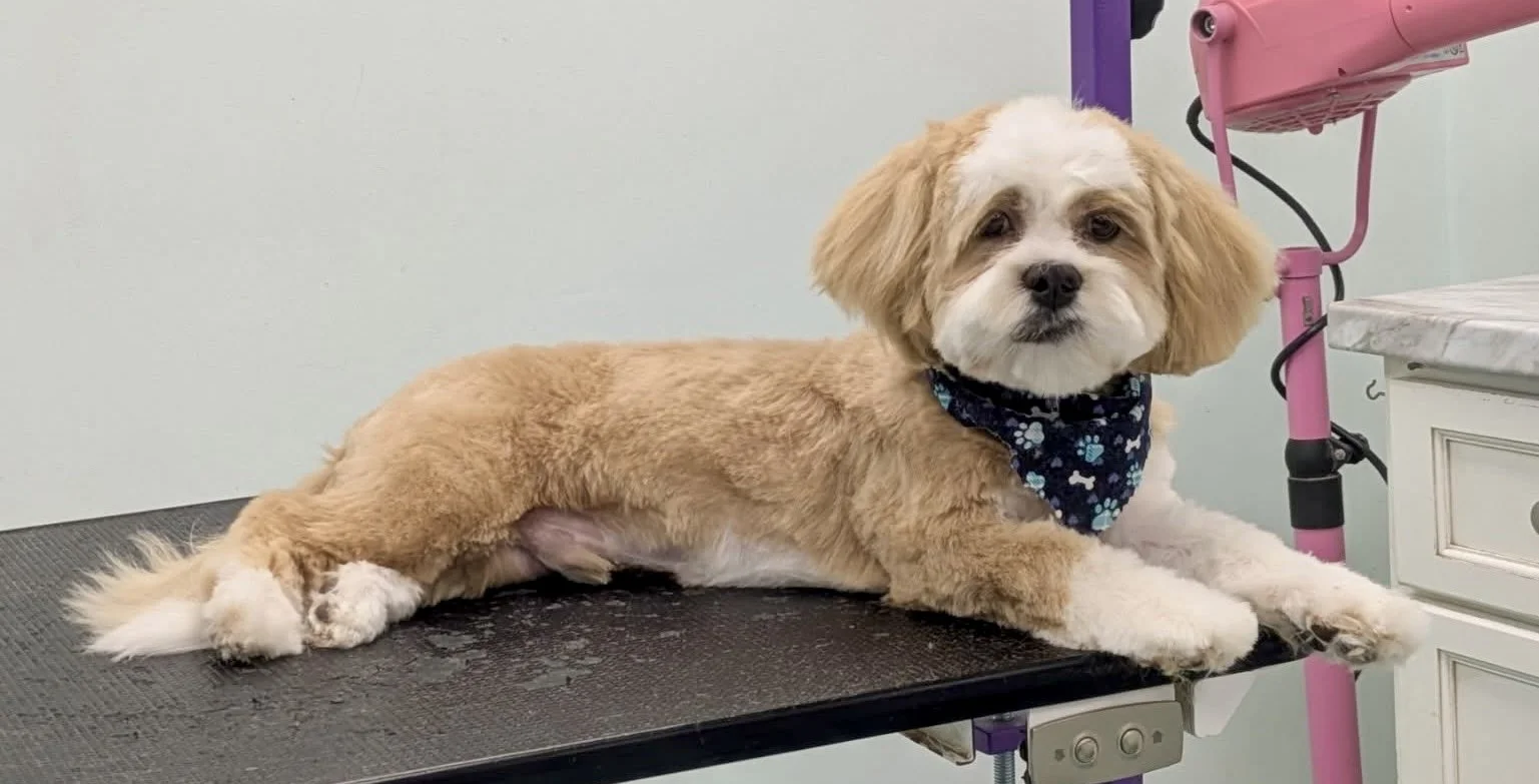 Bows and Bones Pet Grooming