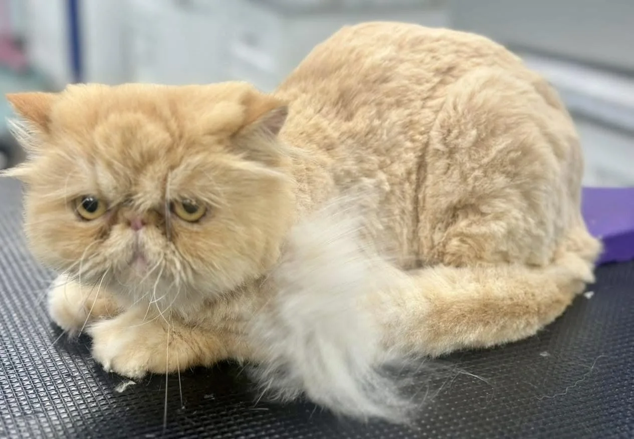 cat grooming services