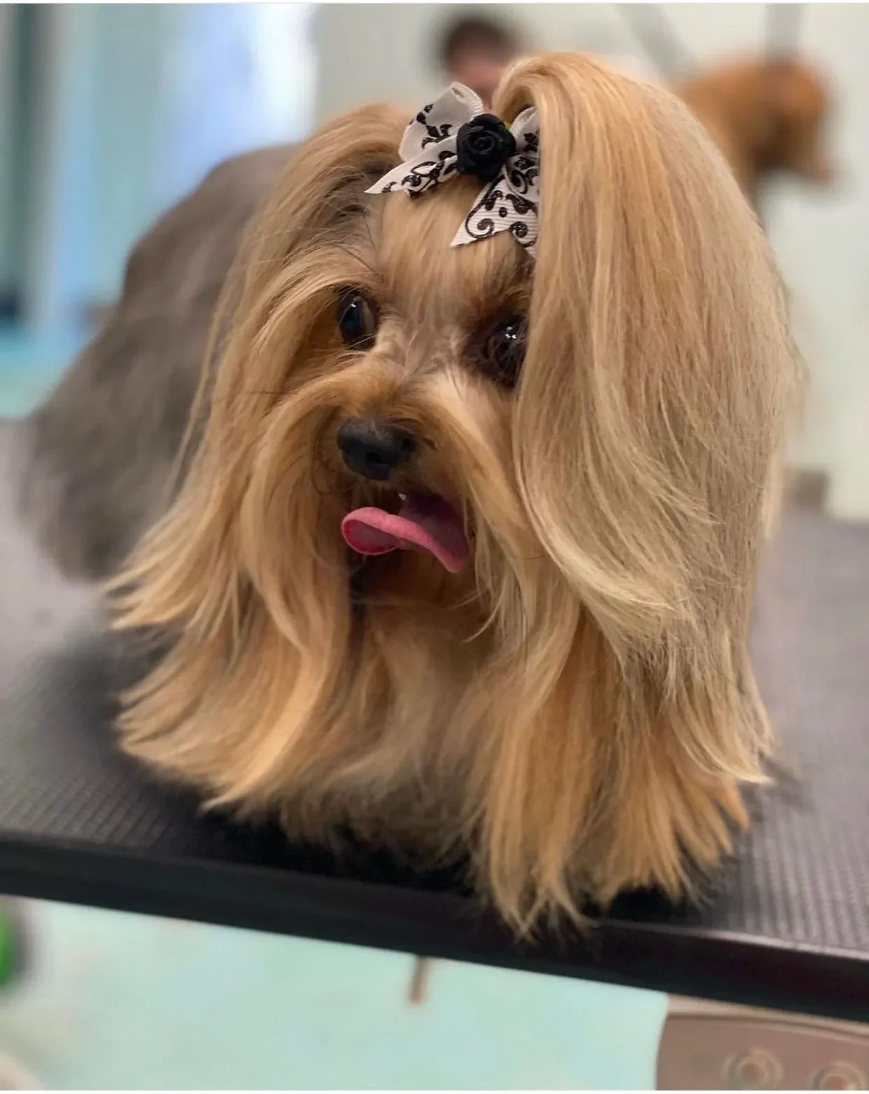 Bows and Bones Pet Grooming