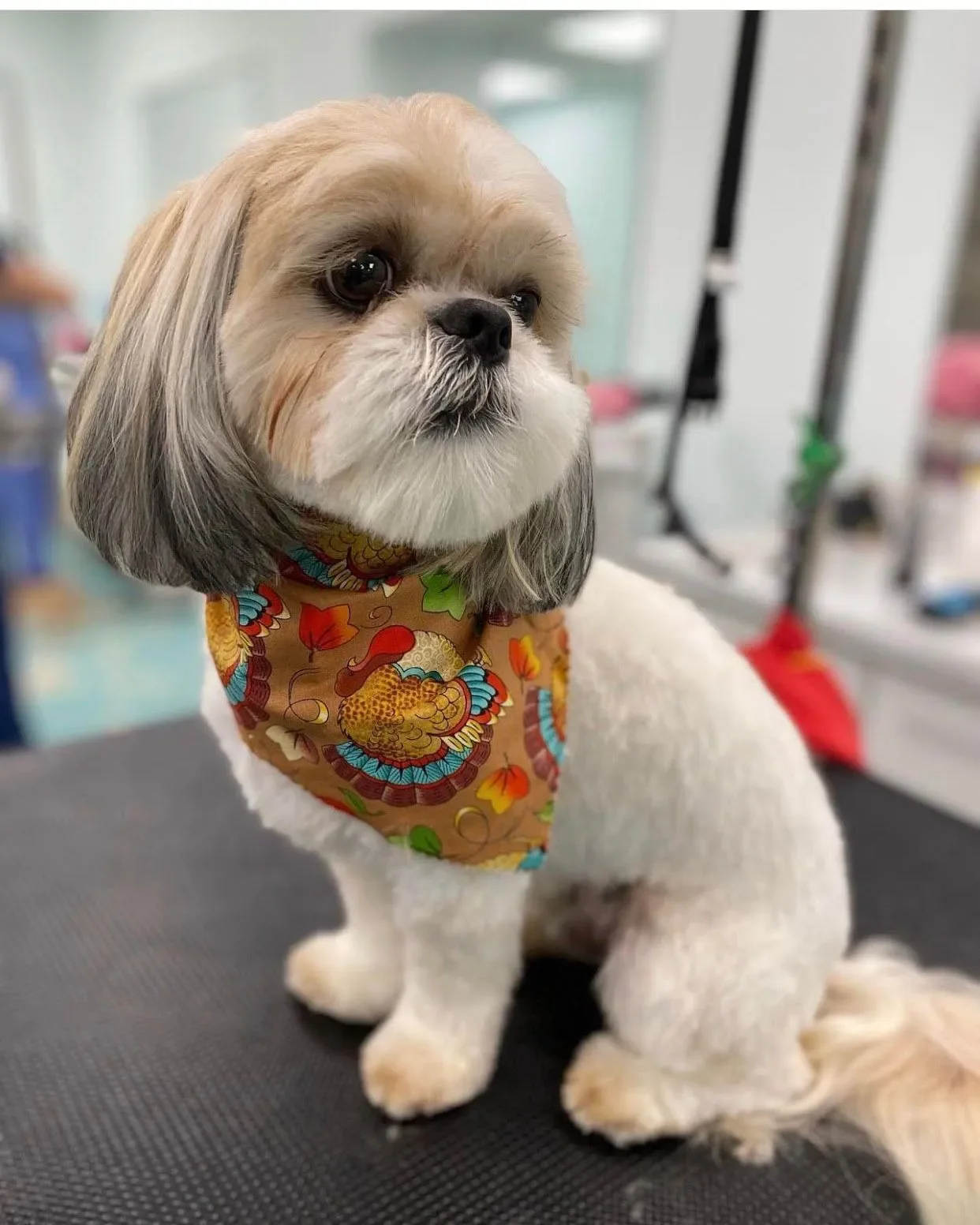 Bows and Bones Pet Grooming