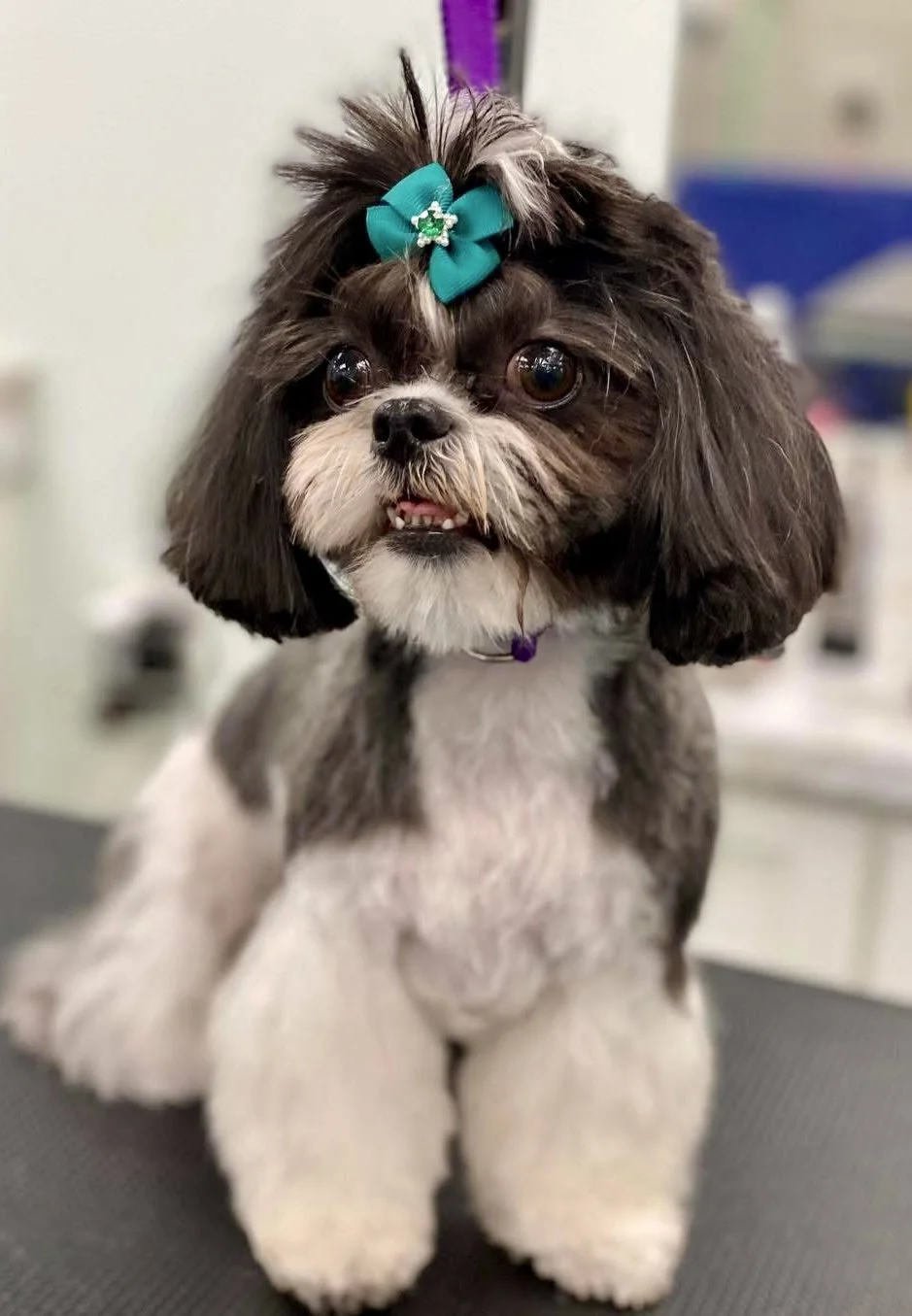 Bows and Bones Pet Grooming