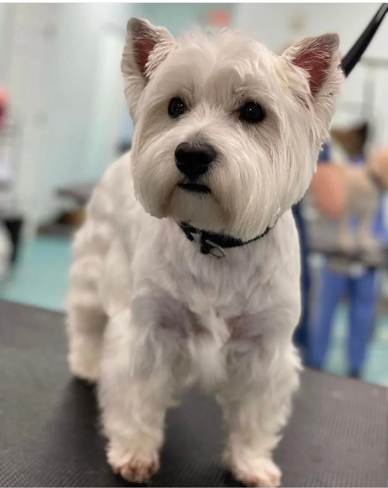 Bows and Bones Pet Grooming