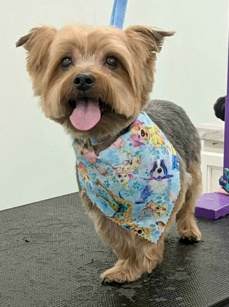 Bows and Bones Pet Grooming