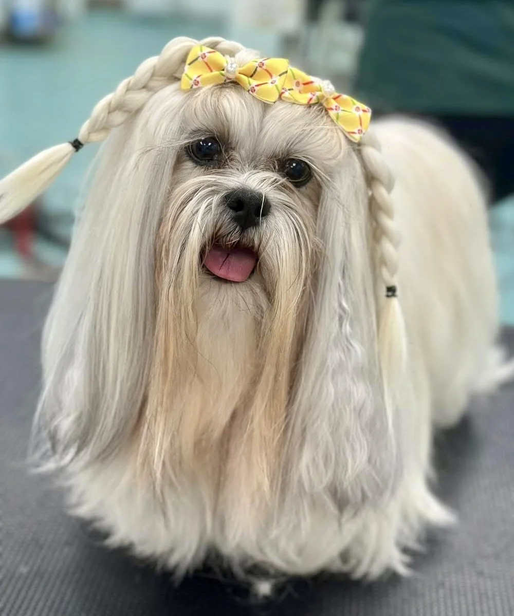 Bows and Bones Pet Grooming