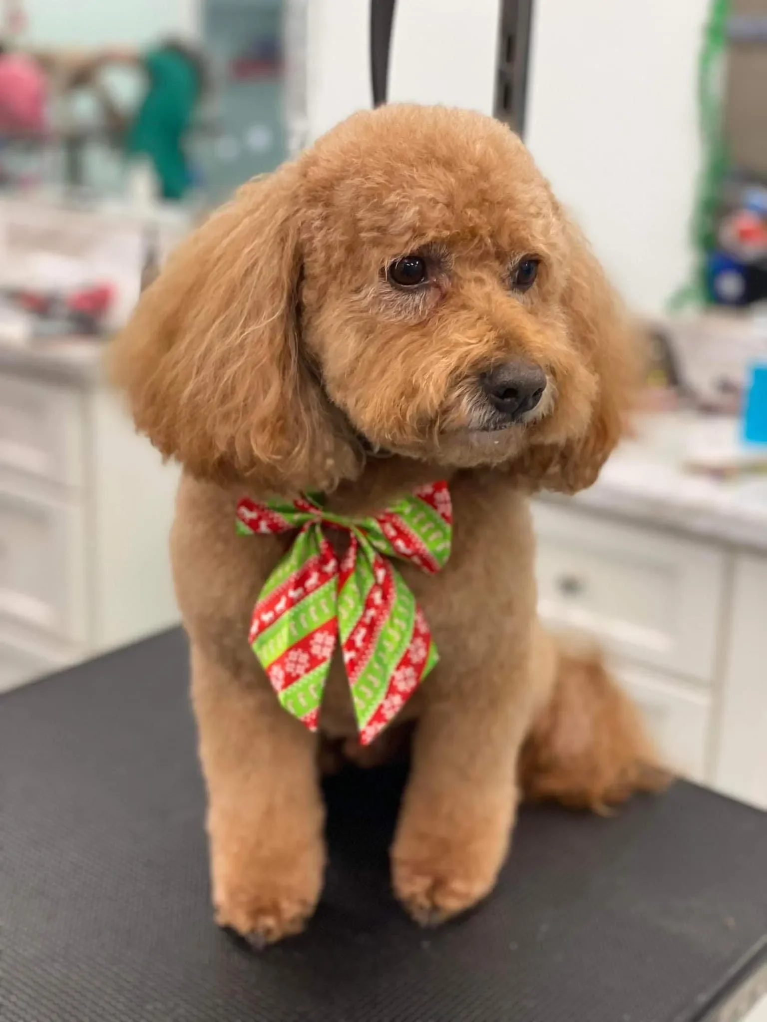 Bows and Bones Pet Grooming