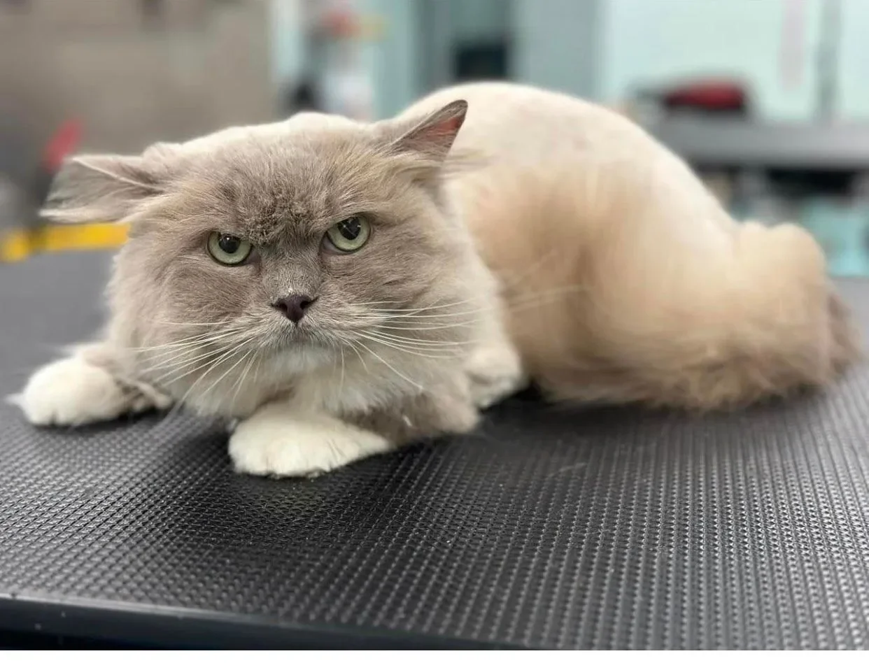 Bows and Bones Pet Grooming