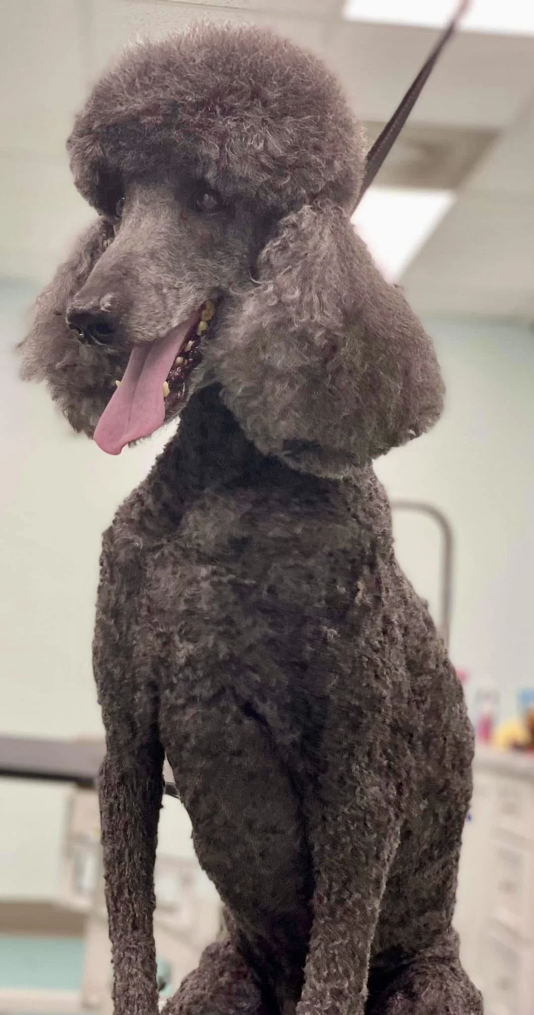 Bows and Bones Pet Grooming