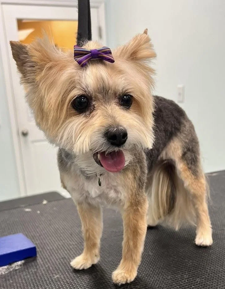 Bows and Bones Pet Grooming