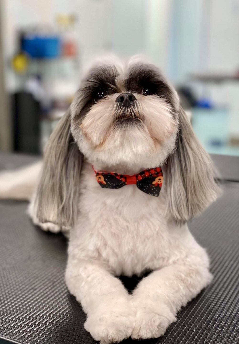 Bows and Bones Pet Grooming