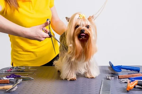 Bows and Bones Pet Grooming