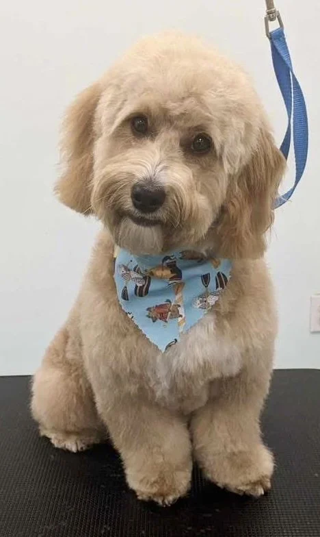 Bows and Bones Pet Grooming