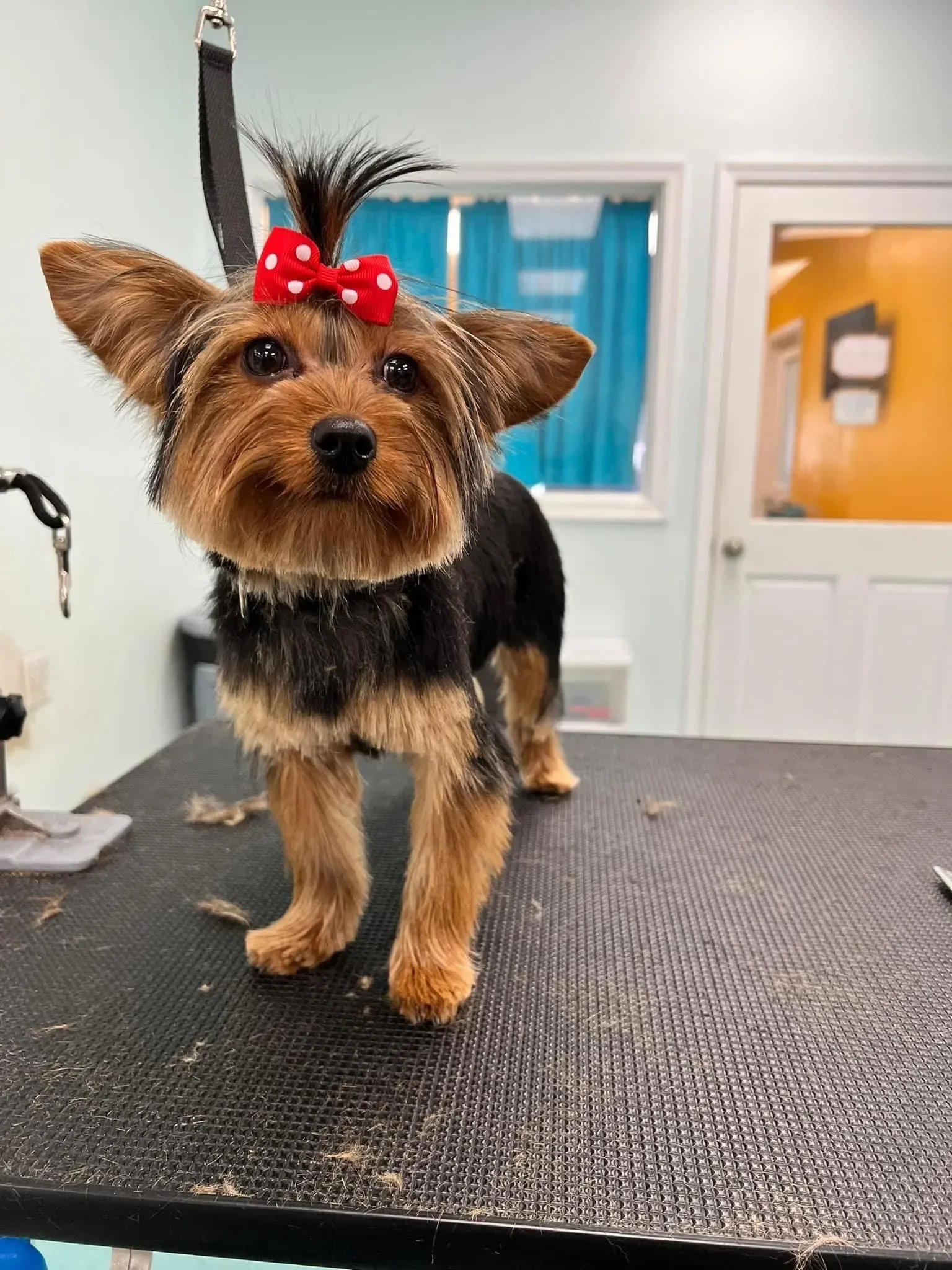 Bows and Bones Pet Grooming