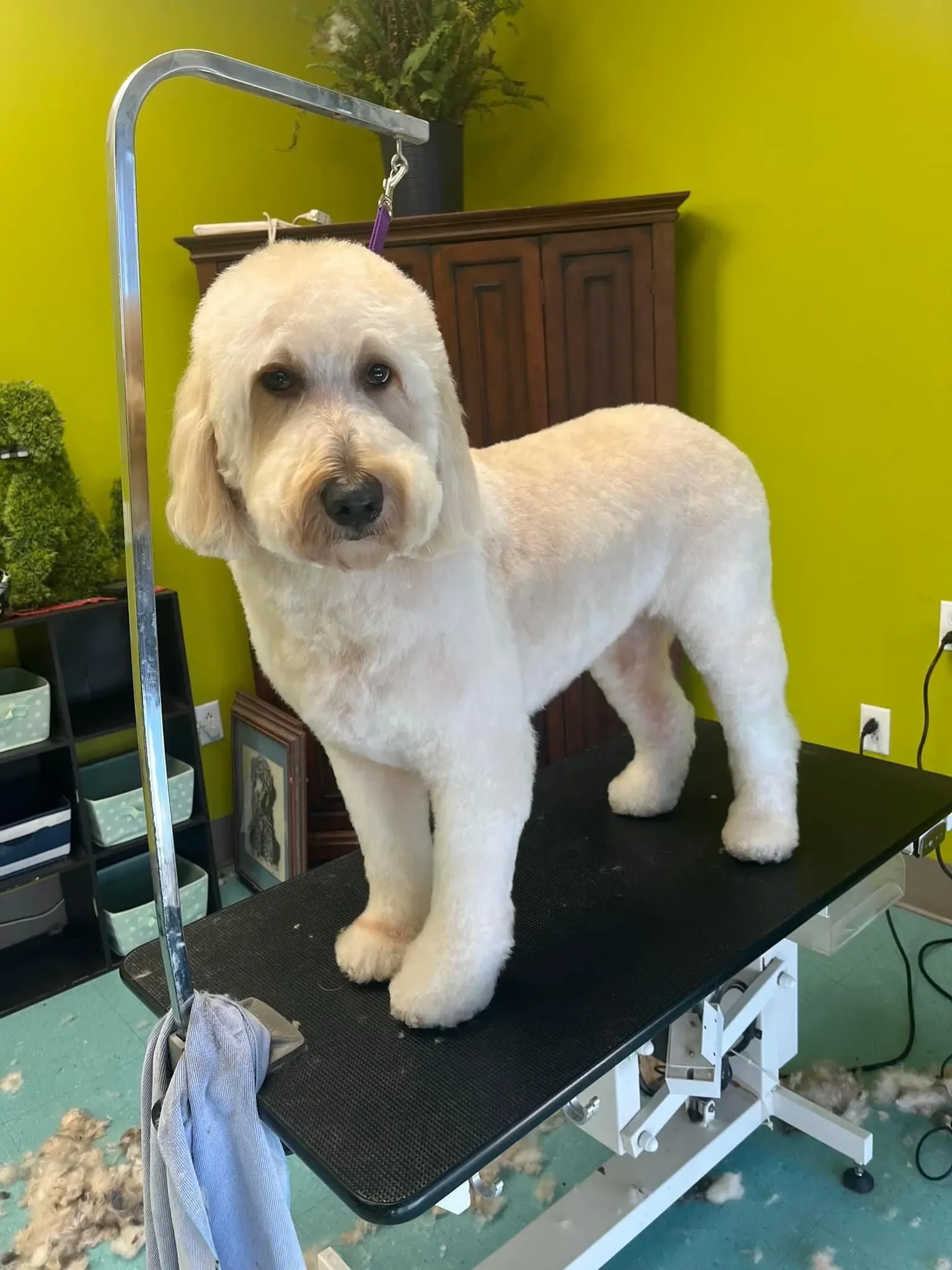 Bows and Bones Pet Grooming