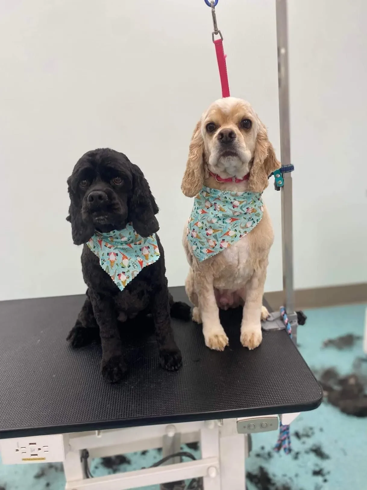 Bows and Bones Pet Grooming