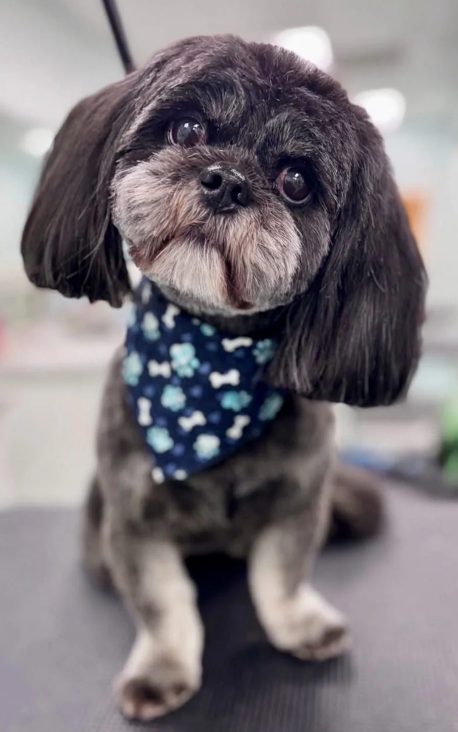 Bows and Bones Pet Grooming