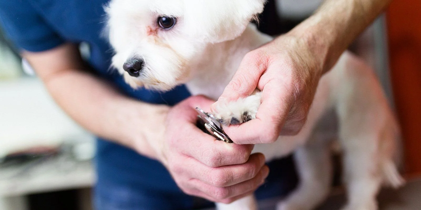 Bows and Bones Pet Grooming