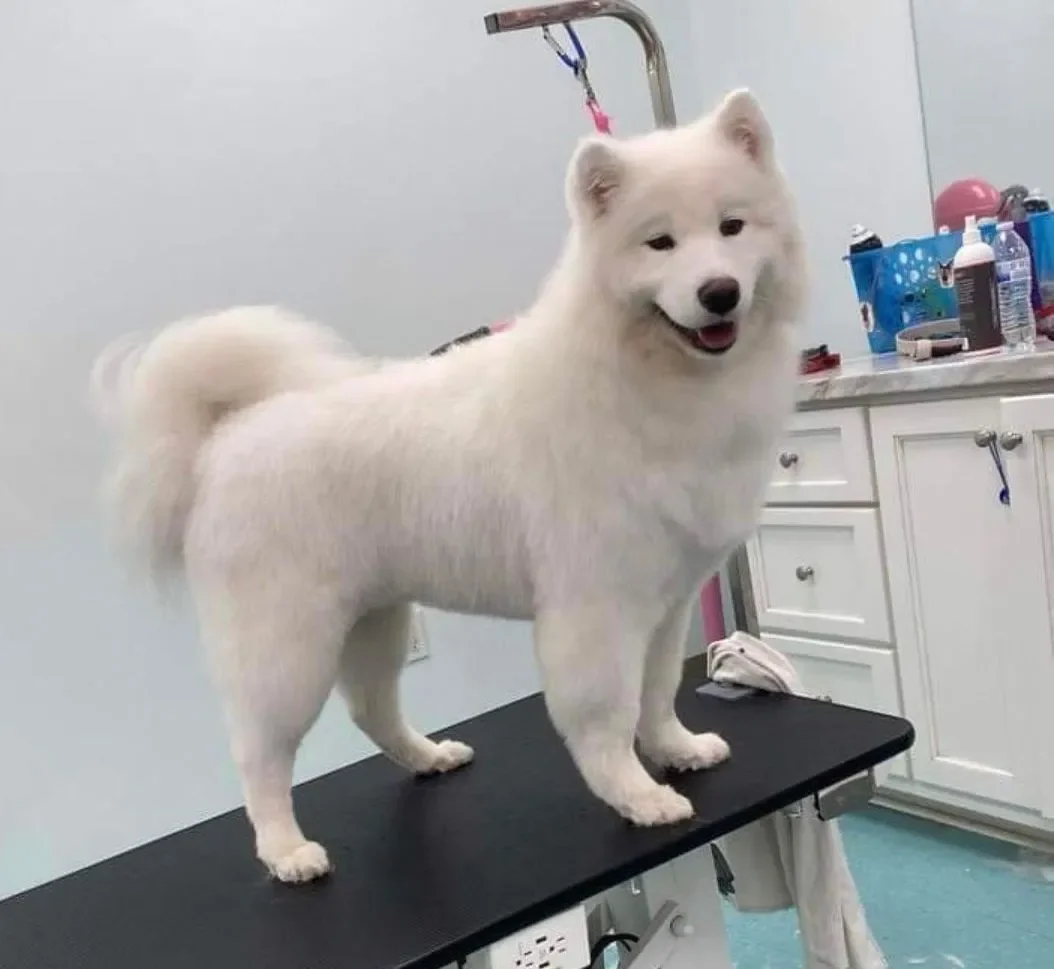 Bows and Bones Pet Grooming