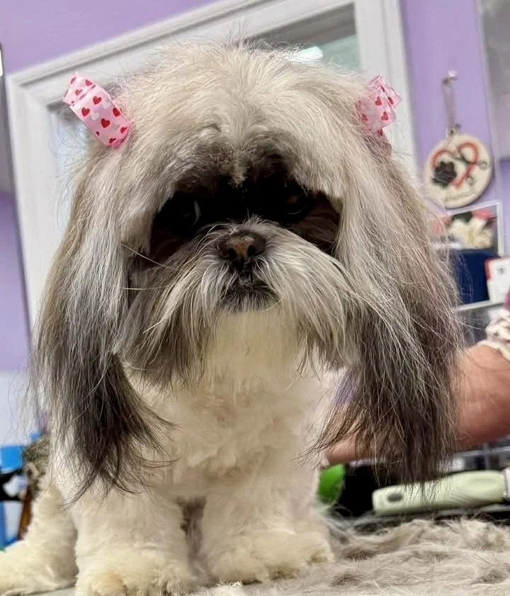 Bows and Bones Pet Grooming