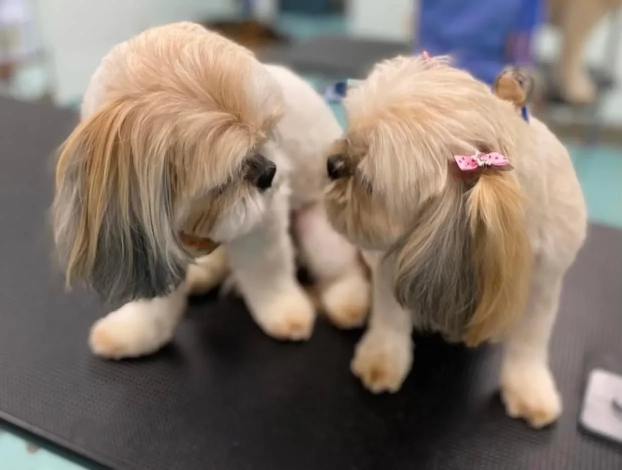 Bows and Bones Pet Grooming