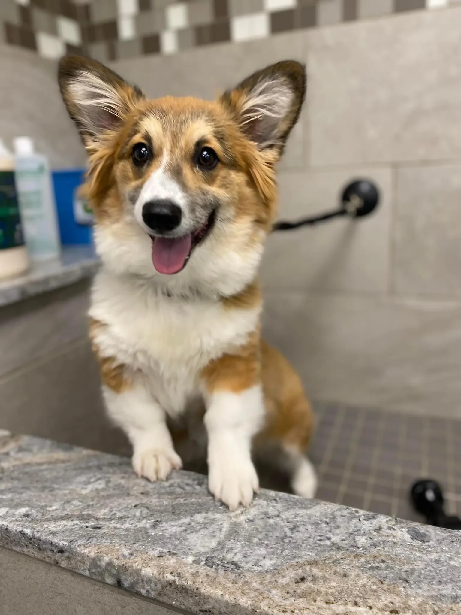 Bows and Bones Pet Grooming