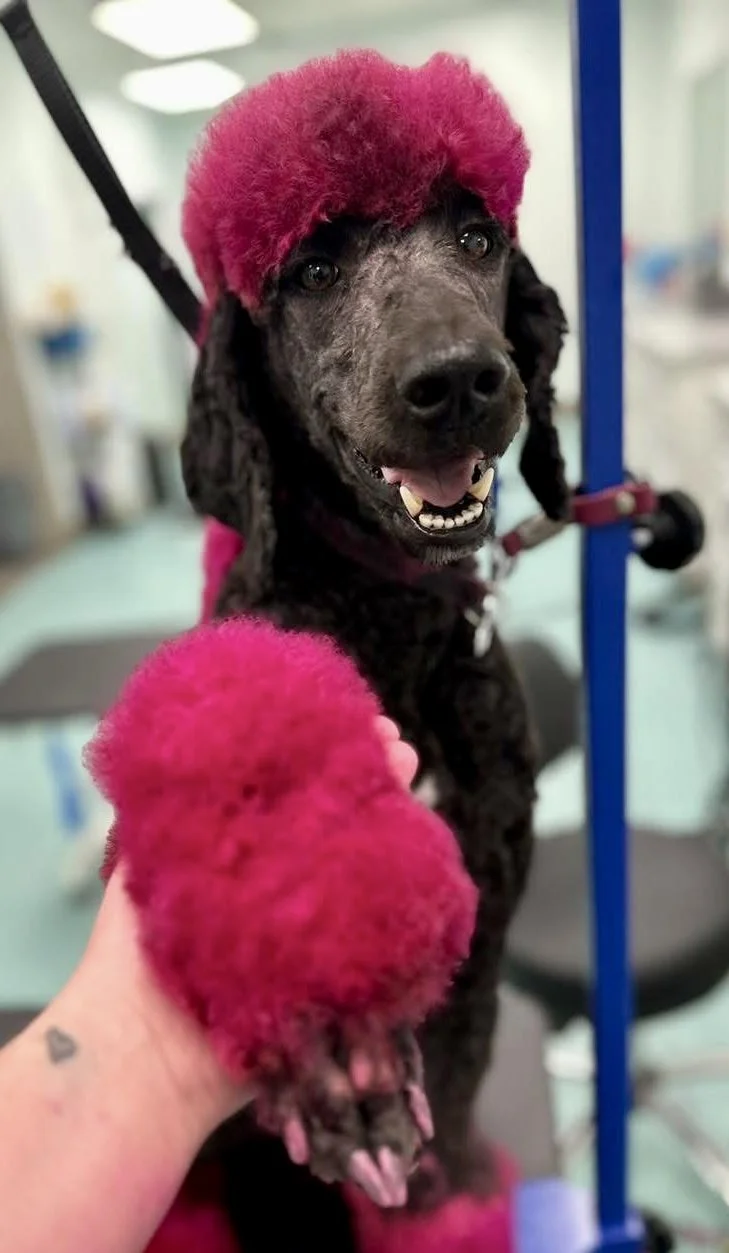 Bows and Bones Pet Grooming