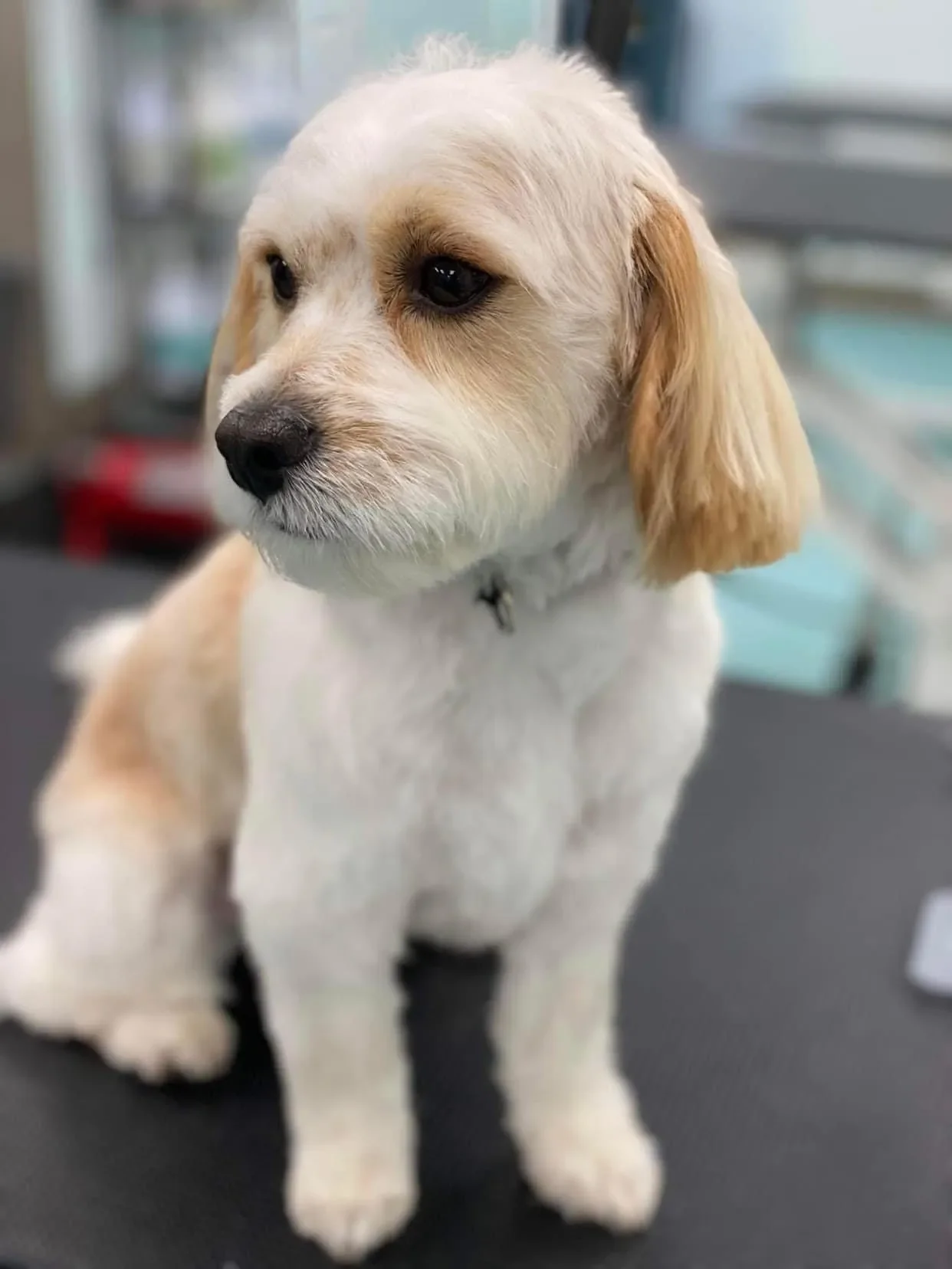 Bows and Bones Pet Grooming