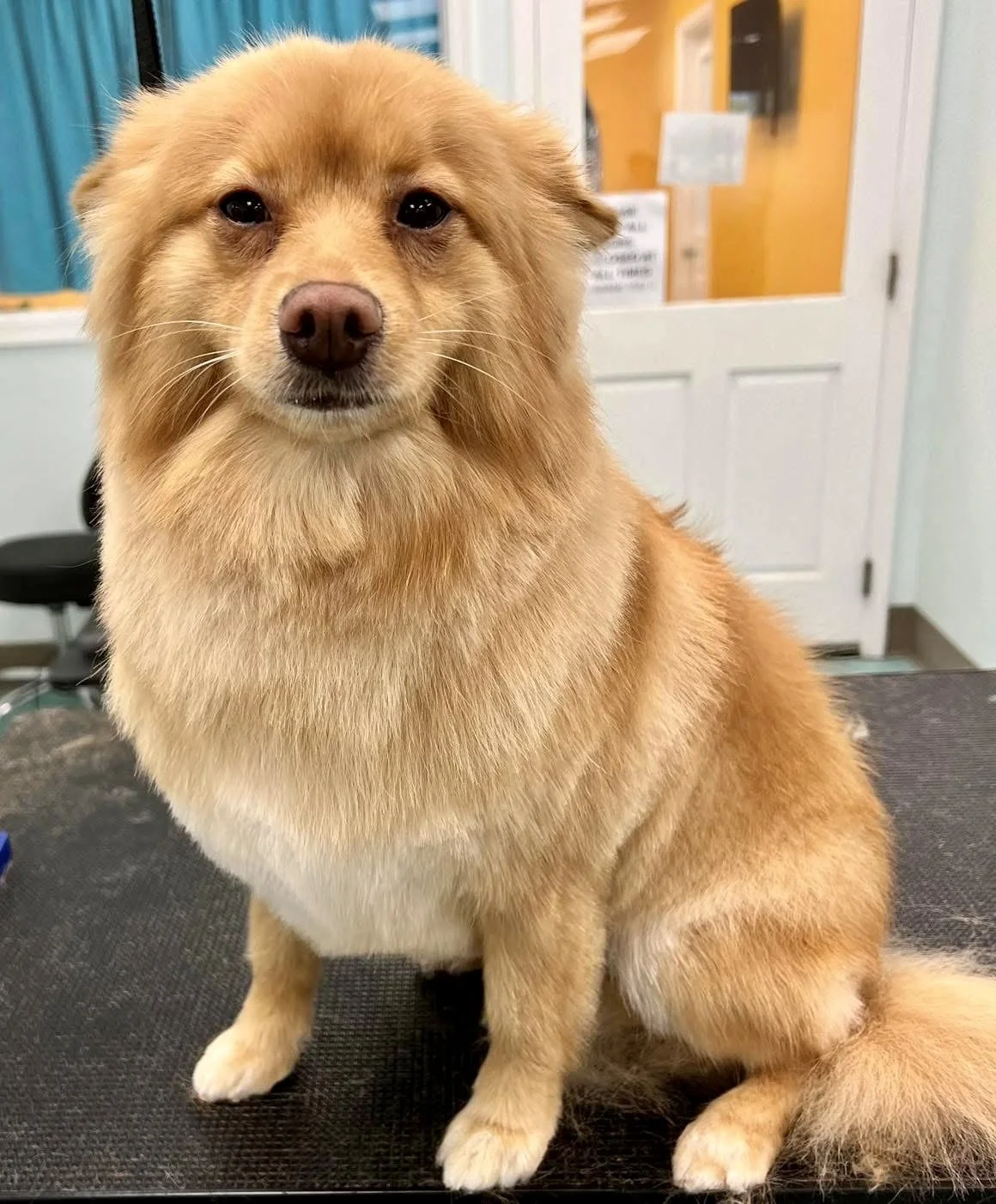 Bows and Bones Pet Grooming