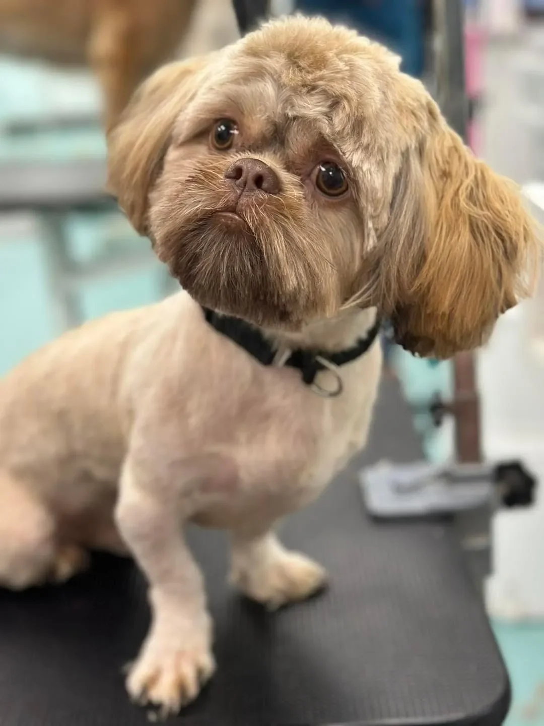 Bows and Bones Pet Grooming