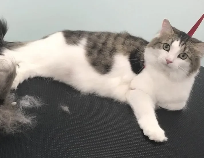 Bows and Bones Pet Grooming