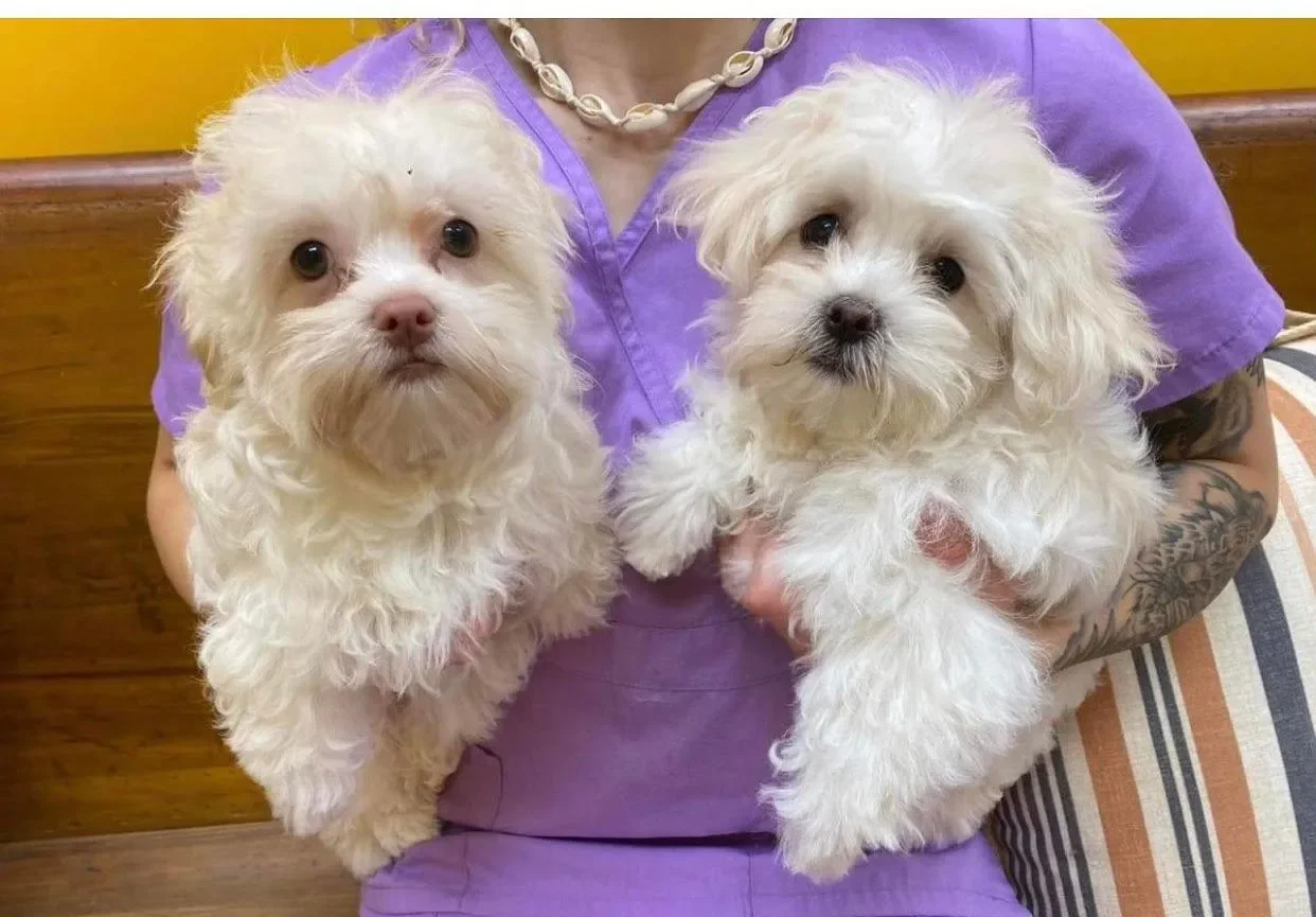 Bows and Bones Pet Grooming