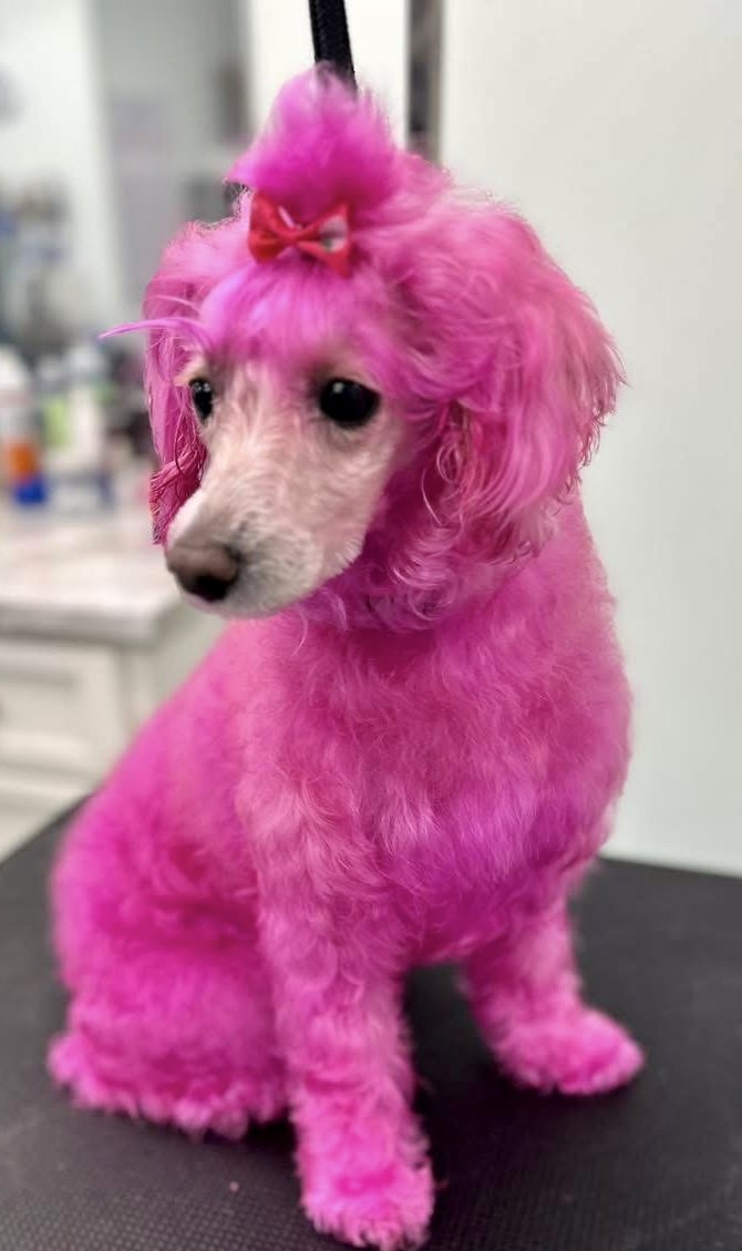 Bows and Bones Pet Grooming