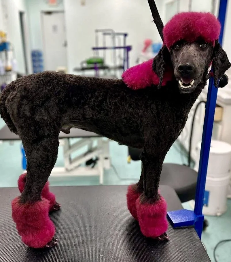 Bows and Bones Pet Grooming